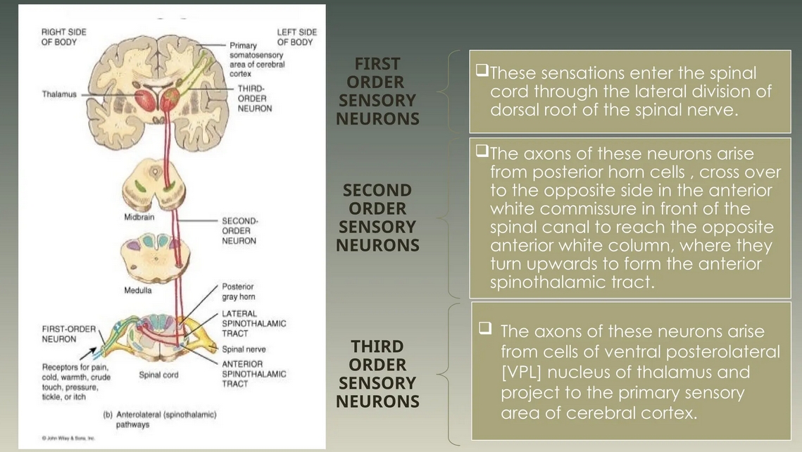 Spinothalamic Tract Diagram